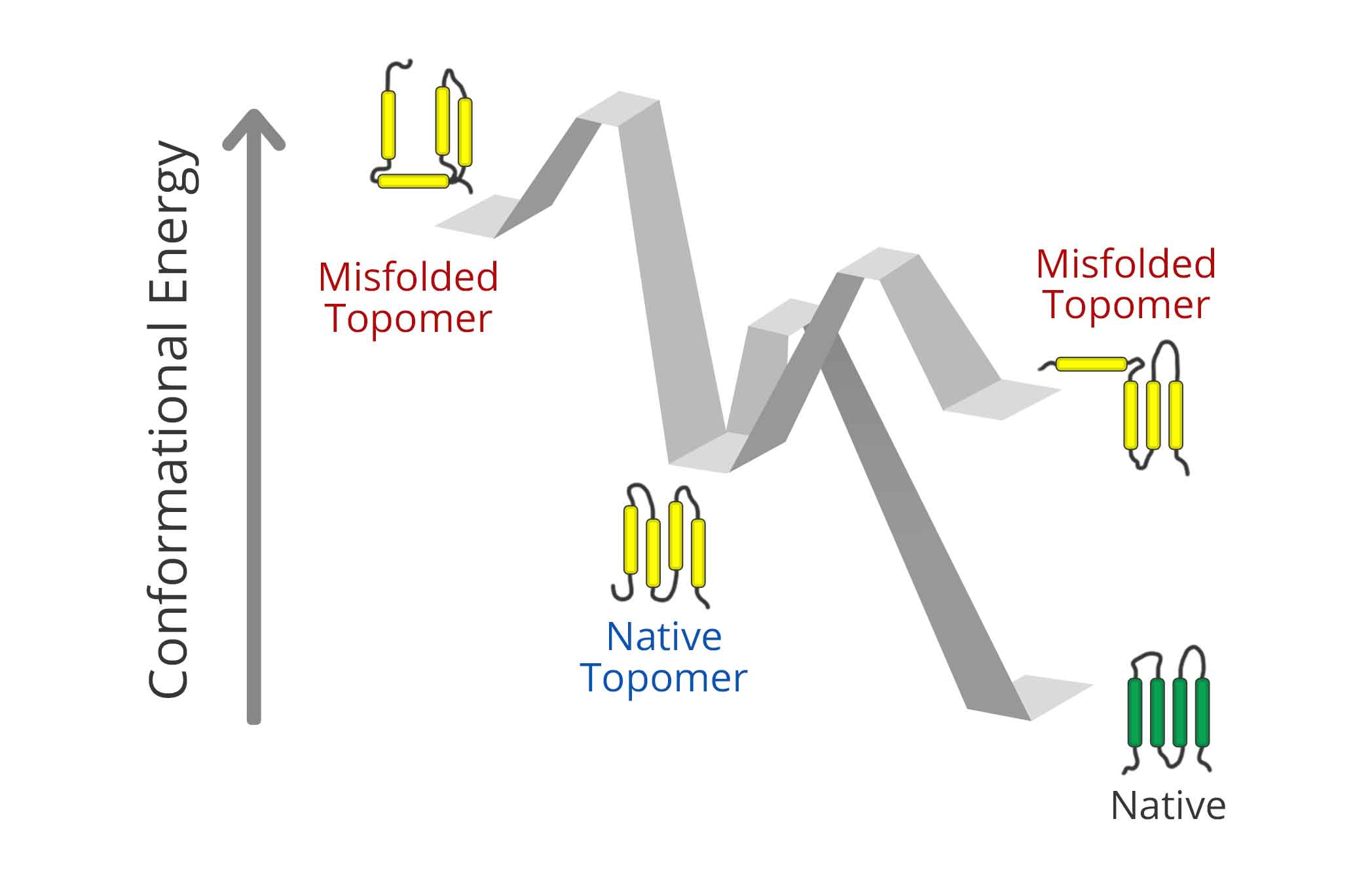 Cotranslational Misfolding and Integral Membrane Proteostasis