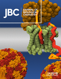 Cotranslational folding stimulates programmed ribosomal frameshifting in the alphavirus structural polyprotein