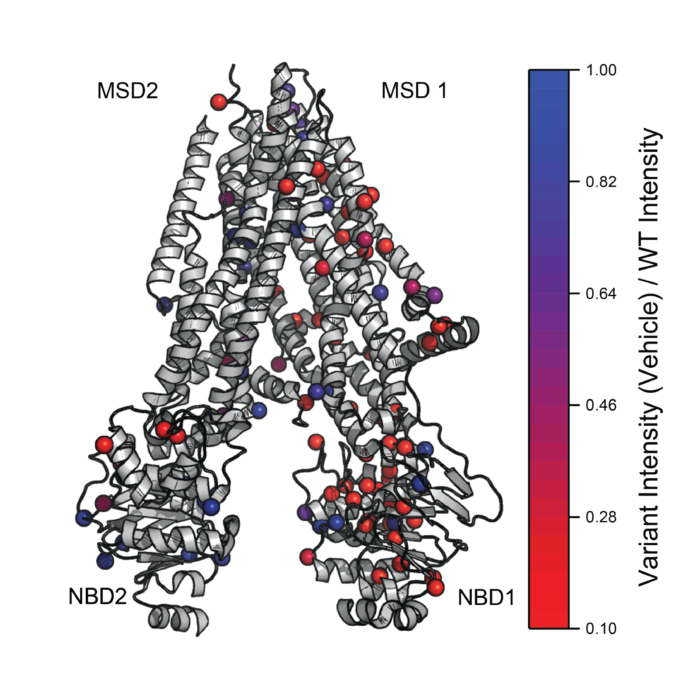 Deep Mutational Scanning of Disease-Linked Membrane Proteins